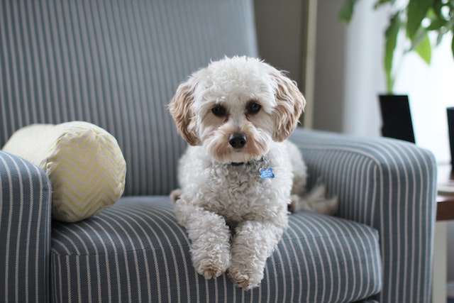 tenant-pet-dog-sitting-on-grey-couch